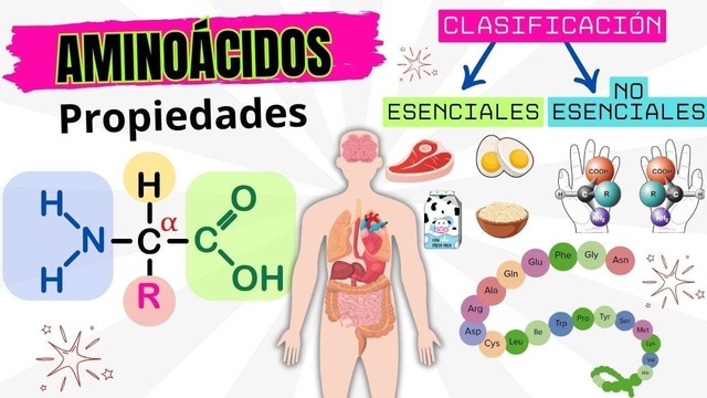 🧬Aminoácidos: todo lo que debes saber antes de tomarlos